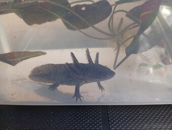 PRODEJ - AXOLOTL - 1