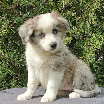 Border Collie, kolia