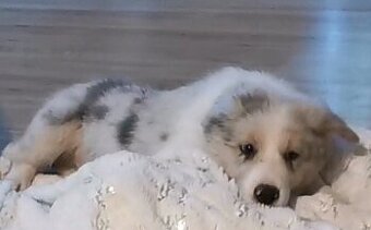 Border Collie, kolia