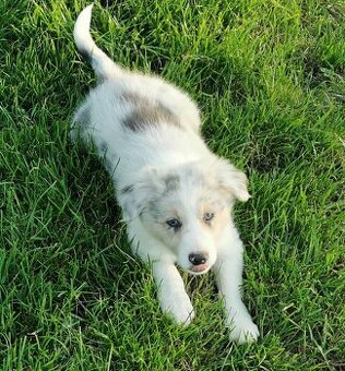 Border Collie, kolia