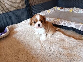 Kavalír king charles spaniel