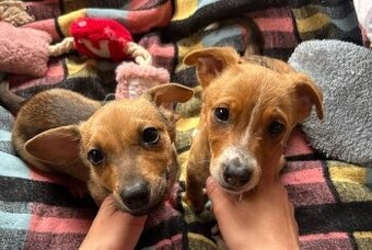 MINNIE K ADOPCI - hodná, umazlená holčička