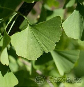 Ginko biloba stromky