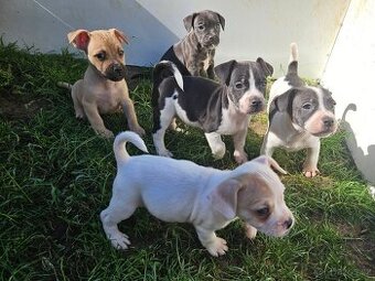 Jack Russel teriér