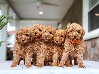 Maltipoo