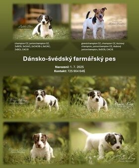 Dánsko švédský farmářský pes, štěňata s PP