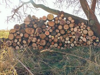 palivové štípané dřevo (tvrdé)