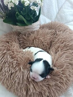 Shih Tzu , Shih-tzu s PP