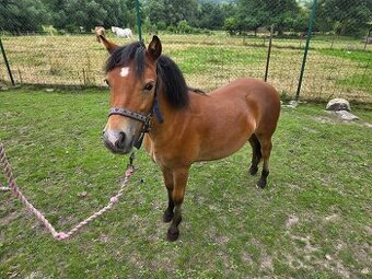 Prodám roční kobylku welsh part-bred