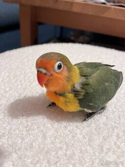 Agapornis Fischeri - 1