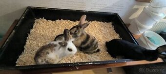 Zakrslý králíček