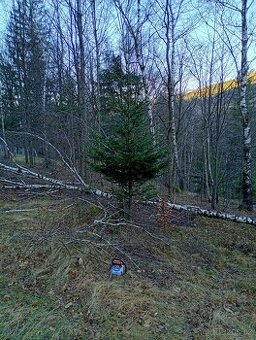 Vánoční stromky, smrk z Beskyd