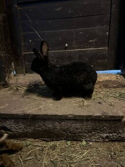 Králíci na maso nebo chov