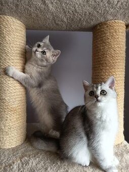 Britská koťátka s PP