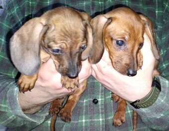 Jezevčík hladkosrstý trpasličí