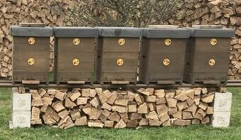 Vyzimovaná včelstva s mladou matkou