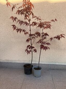 Japonský javor, zahrada, skalka, 2ks