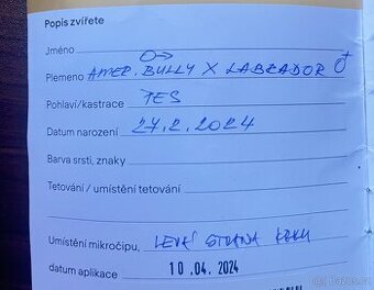 Hledáme fenku Bull