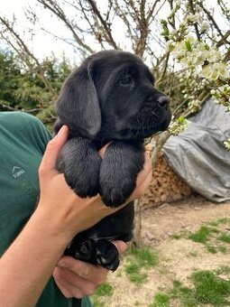 Štěňátka labradorského retrievera