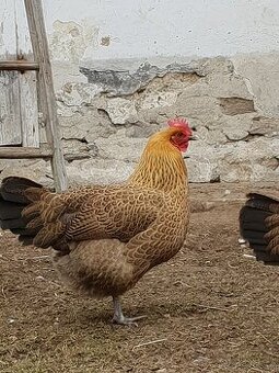 Násadová vejce Česká zlatá kropenka