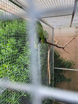 Amazonan surinamsky - 1