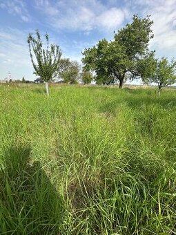 Pronájem zahrady / louky 0,5 ha v Dluhonicích - 1