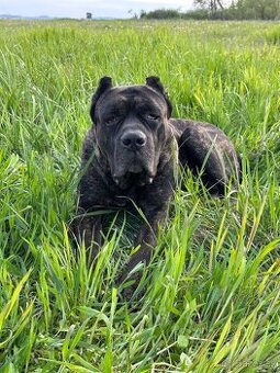 BANDOG,BANDOGGEE MASTIFF,AMERICAN BANDOG MASTIFF NA KRYTIE