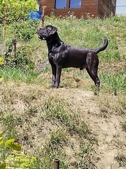 Labrador & Cane Corso
