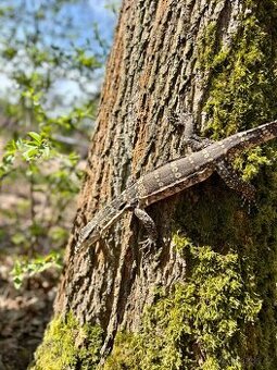 Varanus Salvator / varan skvrnitý - Faunatrhy Ostrava