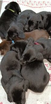 Staford labrador