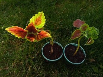 africká kopřiva (Coleus scutellarioides), mladé rostlinky