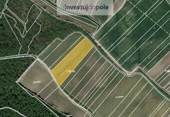 Prodej vinice v k.ú. Dolní Věstonice