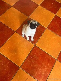 Mops fenka šťene