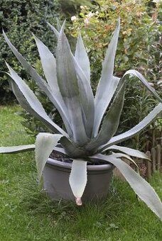Agave a Brugmansia