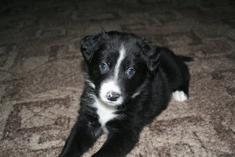 Border kolie - štěňata - 1