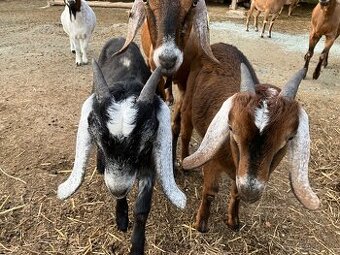 Podíloví AN kozlici