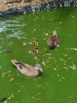 Kachnička Mandarinská- koupím kachničku