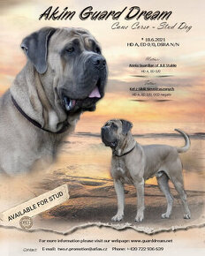 CANE CORSO