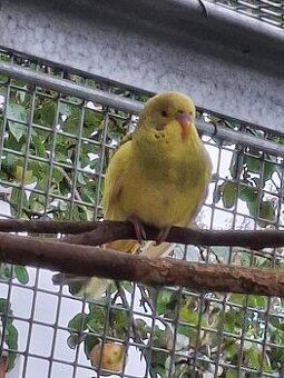 Prodám letošní andulky