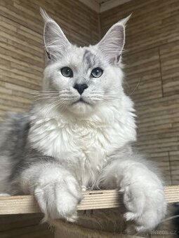 Mainská mývalí kocourek s PP