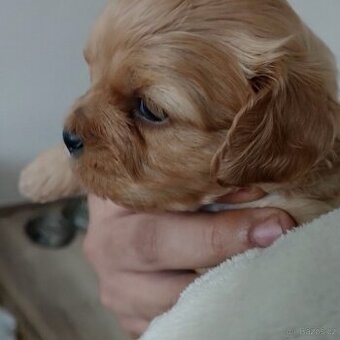 Kokršpaněl x jezevčík dlouhosrstý