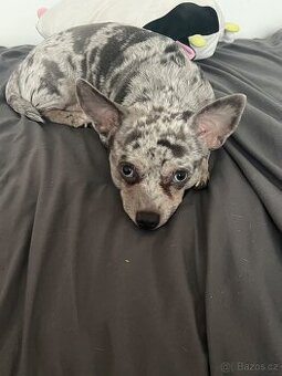 Nabízím ke kryti Čivavu