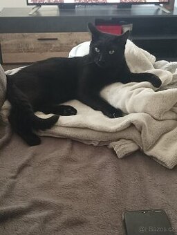 Černý kocour (1,5roku)