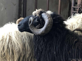 Plemenný beran Původní Valaška linie JAVORNÍK