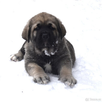 Španělský mastin- nabízíme štěňátka k odběru po 20.lednu