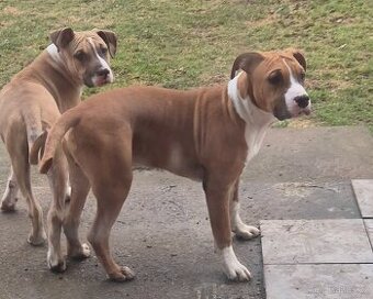 Americký stafordšírský teriér s PP