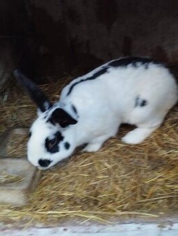 samci i samice králíků