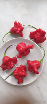 chilli papričky "ZVONEČKY" - semena