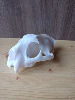 3D tištěná replika lebky kočkovité šelmy