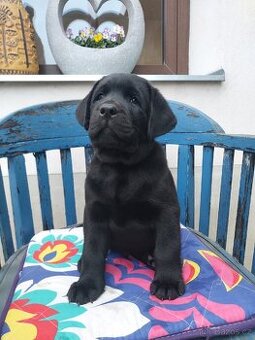 Labradorský retrívr s PP